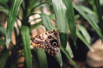 Daytime black brown tropical butterfly with white spots sitting on green leaves. Exhibition farm of live tropical butterflies in Ukraine