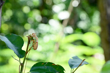 Close up of Cicada molting on the tree with nature background in the garden at Thailand.