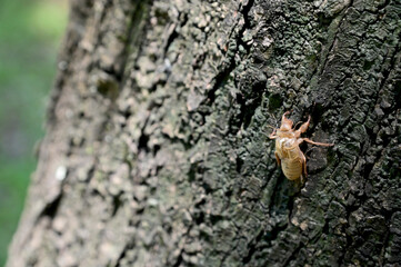 Close up of Cicada molting on the tree with nature background in the garden at Thailand.