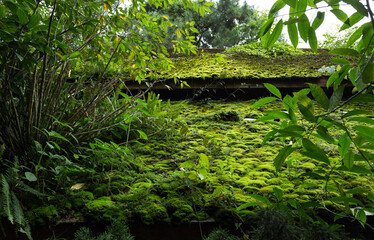 Fototapeta premium green moss on the roof