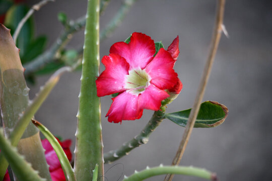 Desert Roses (Adenium obesum) in bloom
