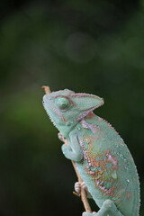 Obraz premium Veiled Chameleon on plant against green background, Veiled chameleon (Chamaeleo calyptratus) resting on a branch in its habitat