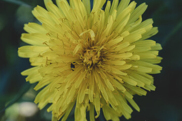 A close up of a bright yellow dandelion growing in the lawn.