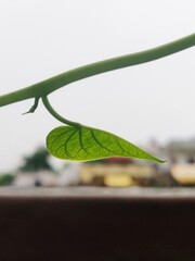 Plant Leaf grown from the root