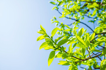柿の新葉。春の青空。コピースペース