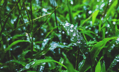 Fototapeta na wymiar grass with water droplets