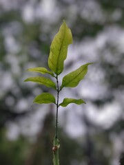 green leaves of a tree