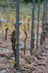 Rebstöcke an der Mosel