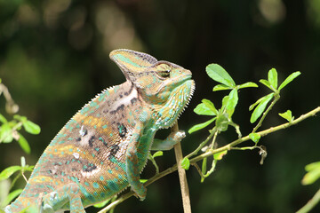 Veiled Chameleon on plant against green background, Veiled chameleon (Chamaeleo calyptratus) resting on a branch in its habitat