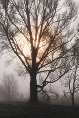 Morning Tree
