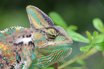Veiled Chameleon on plant against green background, Veiled chameleon (Chamaeleo calyptratus) resting on a branch in its habitat