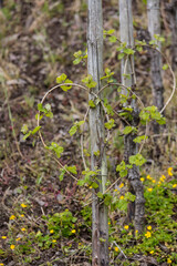 Rebstöcke an der Mosel