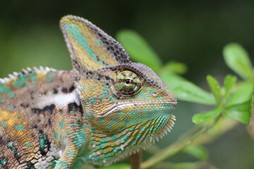 Veiled Chameleon on plant against green background, Veiled chameleon (Chamaeleo calyptratus) resting on a branch in its habitat