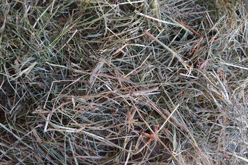 close up of grass, hay