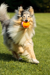 merle rough collie carrying running with a ball in a park