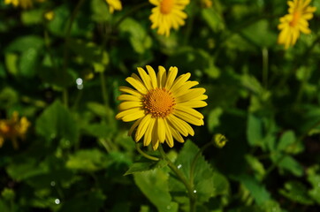 Summer yellow flowers Doronicum. Ornamental plant in the Asteraceae family.