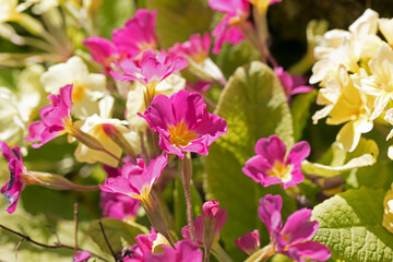 Fototapeta premium Sunlit pink primrose flowers, Primula vulgaris, blooming in the spring sunshine