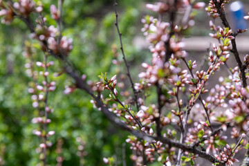 Flowering thorn bushes