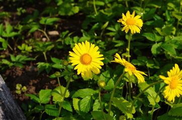 Summer yellow flowers Doronicum. Ornamental plant in the Asteraceae family.