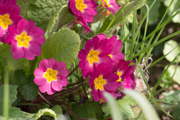 Pink primrose flowers, Primula vulgaris, flowering in the spring sunshine, close-up view