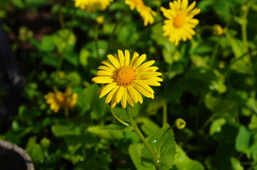 Summer yellow flowers Doronicum. Ornamental plant in the Asteraceae family.