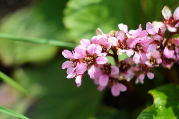 Close up of Bergenia cordifolia Purpurea flowering spike.
