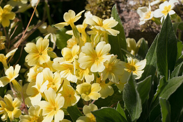 Bright yellow Primroses, Primula vulgaris, flowering in the spring sunshine