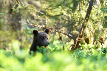bear cub in the forest at sunny summer