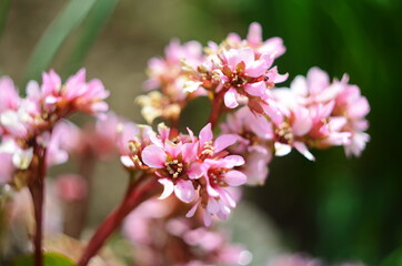 Close up of Bergenia cordifolia Purpurea flowering spike.