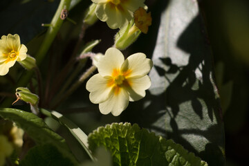 Yellow Primrose flowers, Primula vulgaris, blooming in spring
