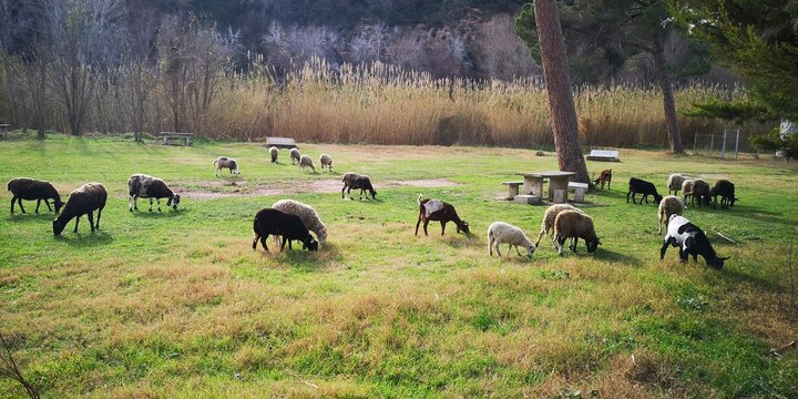 fono, fondo de escritorio, fondo escrotorio, ca&ntilde;as, vegetaci&oacute;n, geometr&iacute;a, desorden, dise&ntilde;o, rio, naturaleza, salvaje, vida, clima, reciclar, cambio climatico, reba&ntilde;o, limpiar, cabra