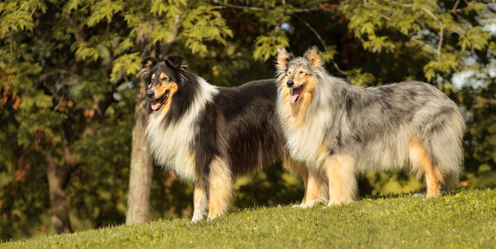 two rough collies standing in a park