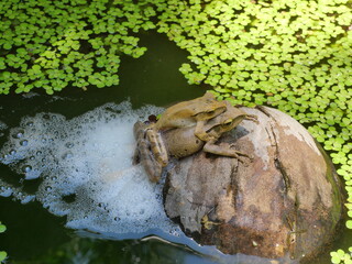 Common tree frog breeding by the male is hugged on the female back, Two Frogs are mating and laying egg in chunk of foam on coconut fruit on water with Duckweed, Amphibians in Thailand