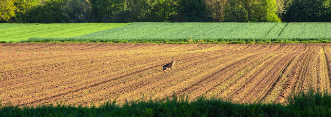 brown hare sitting on a field