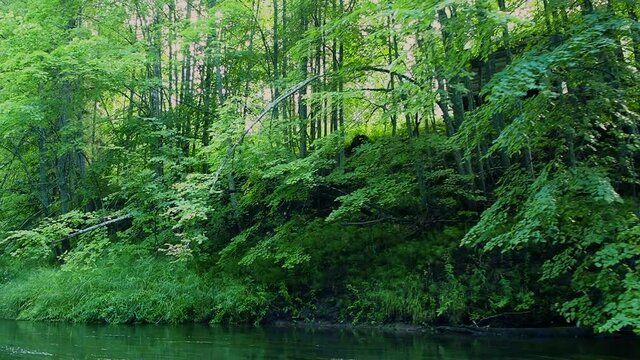 Rafting on the forest river on beautiful sunny summer days. Unique natural locations far from civilization.
Vacation on the forest river.