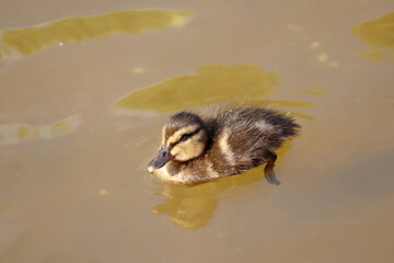 Mallard duckling swimming in a summer lake. Portrait of wild baby bird