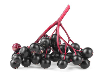 Branch of forest black sambucus isolated on a white background. Organic elderberry. Black elderberries.