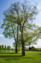 Beautiful oak tree in a summer park