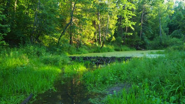 A dam built by beavers on a quiet river in the middle of the forest.