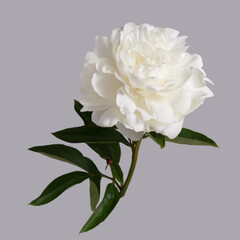 White delicate peony flower isolated on grey background.