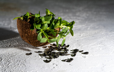 Growing microgreen in in a coconut shell. Sunflower leaves. Germinating seeds for vegan eco food. House garden on the table. Organic friendly concept. Urban farm. Copy space. Sunflowers seeds