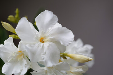 Fototapeta na wymiar White oleander flowers outside, close-up.