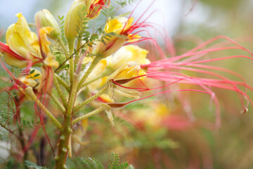 Exotic yellow tropical flowers with long red stamens on a summer day.