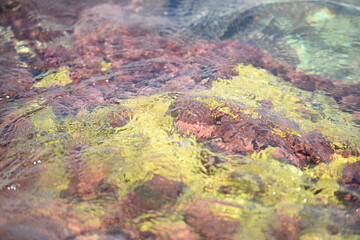 grass on a stone in the sea