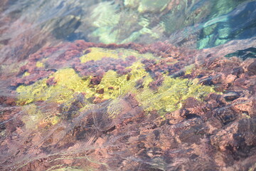 Fototapeta na wymiar moss on stones in the sea
