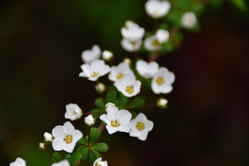 満開のユキヤナギ（雪柳）の花　埼玉県/3月