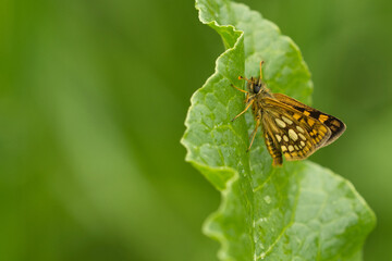 Gelbwürfeliger Dickkopffalter (Carterocephalus palaemon)