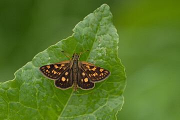 Gelbwürfeliger Dickkopffalter (Carterocephalus palaemon)