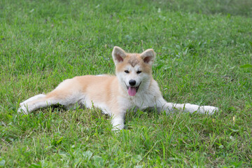 Cute akita inu puppy is looking at the camera. Japanese akita or great japanese dog. Pet animals. Purebred dog.