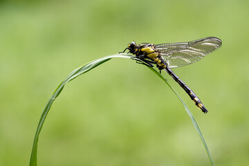 Gemeine Keiljungfer (Gomphus vulgatissimus)